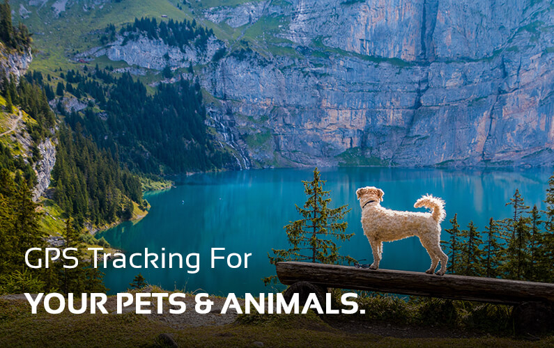 Pet GPS Tracking Service Proivder | GPS LEADERS