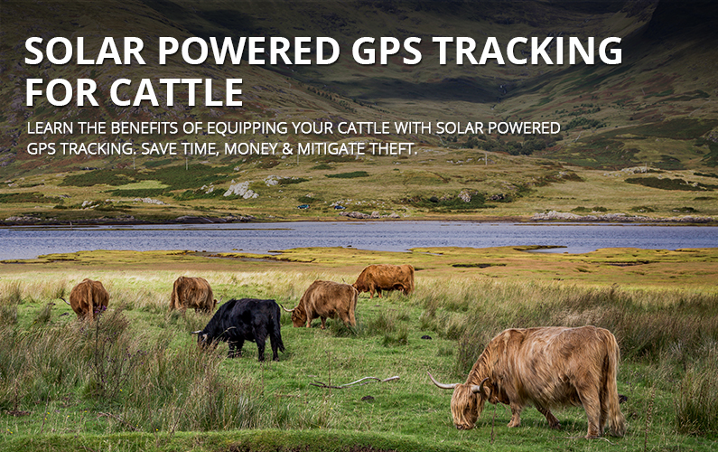 Solar Powered GPS Tracking Devices For Cattle | GPS Leaders
